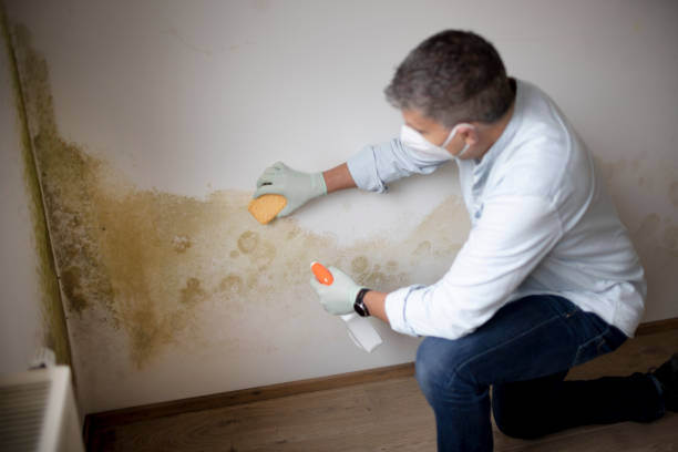  Mansfield Center, CT Mold Removal Pros
